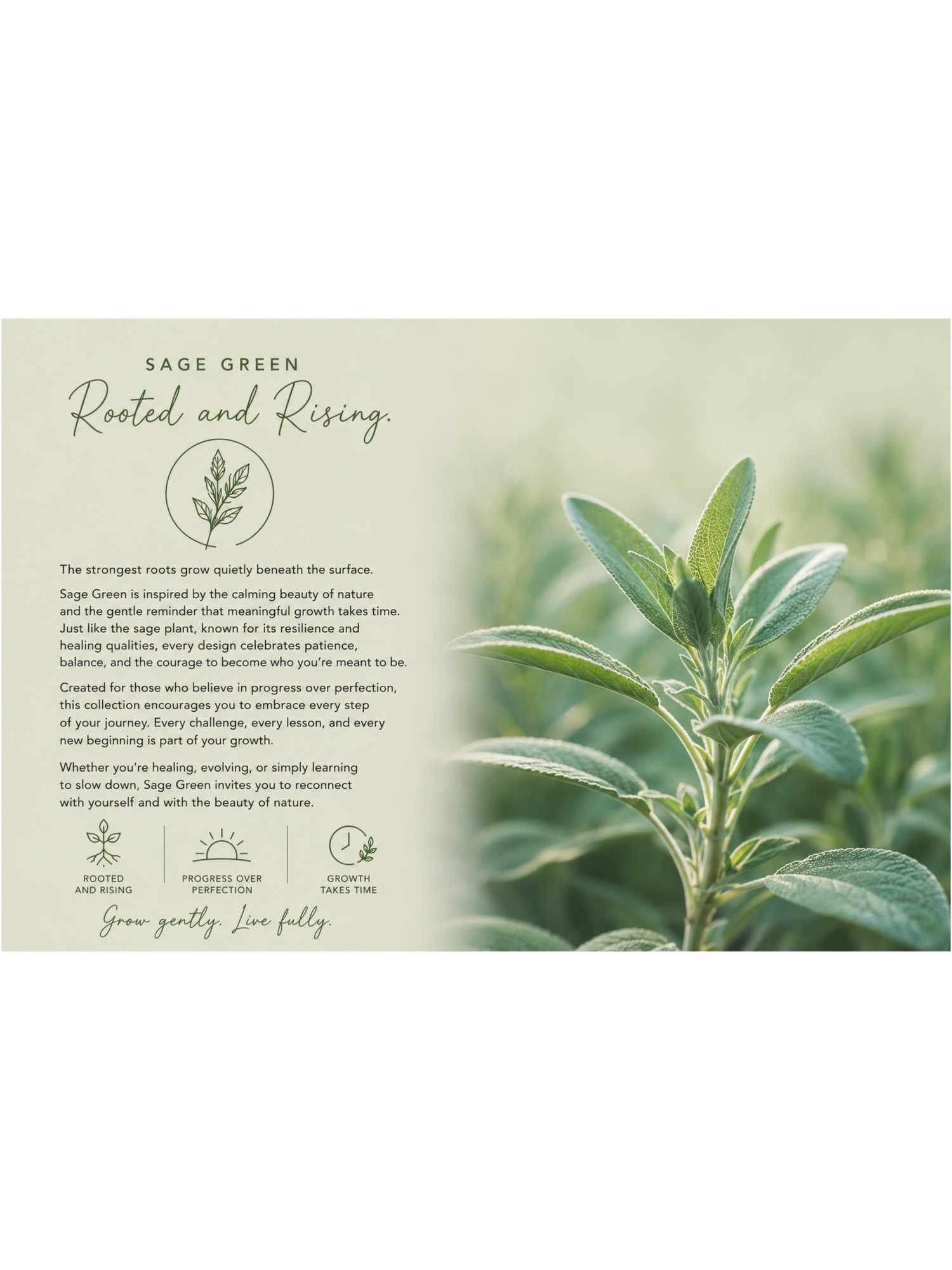 🌿Sage green